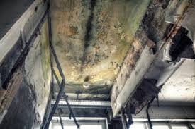 Best Black Mold Removal  in Garrettsville, OH